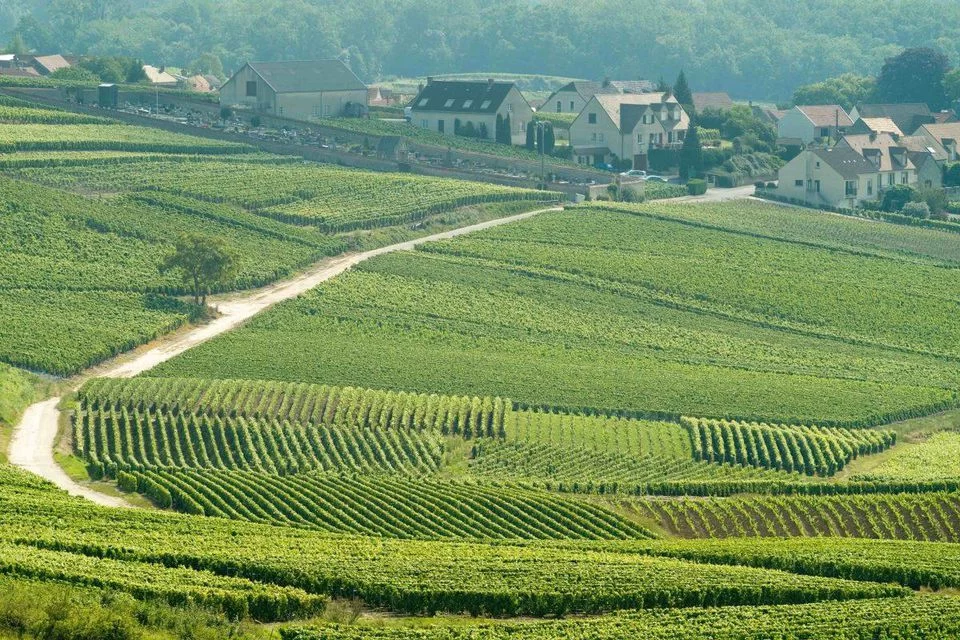 A day in Champagne - Image 6